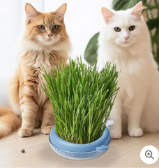 Dolphin Shape Cat Grass