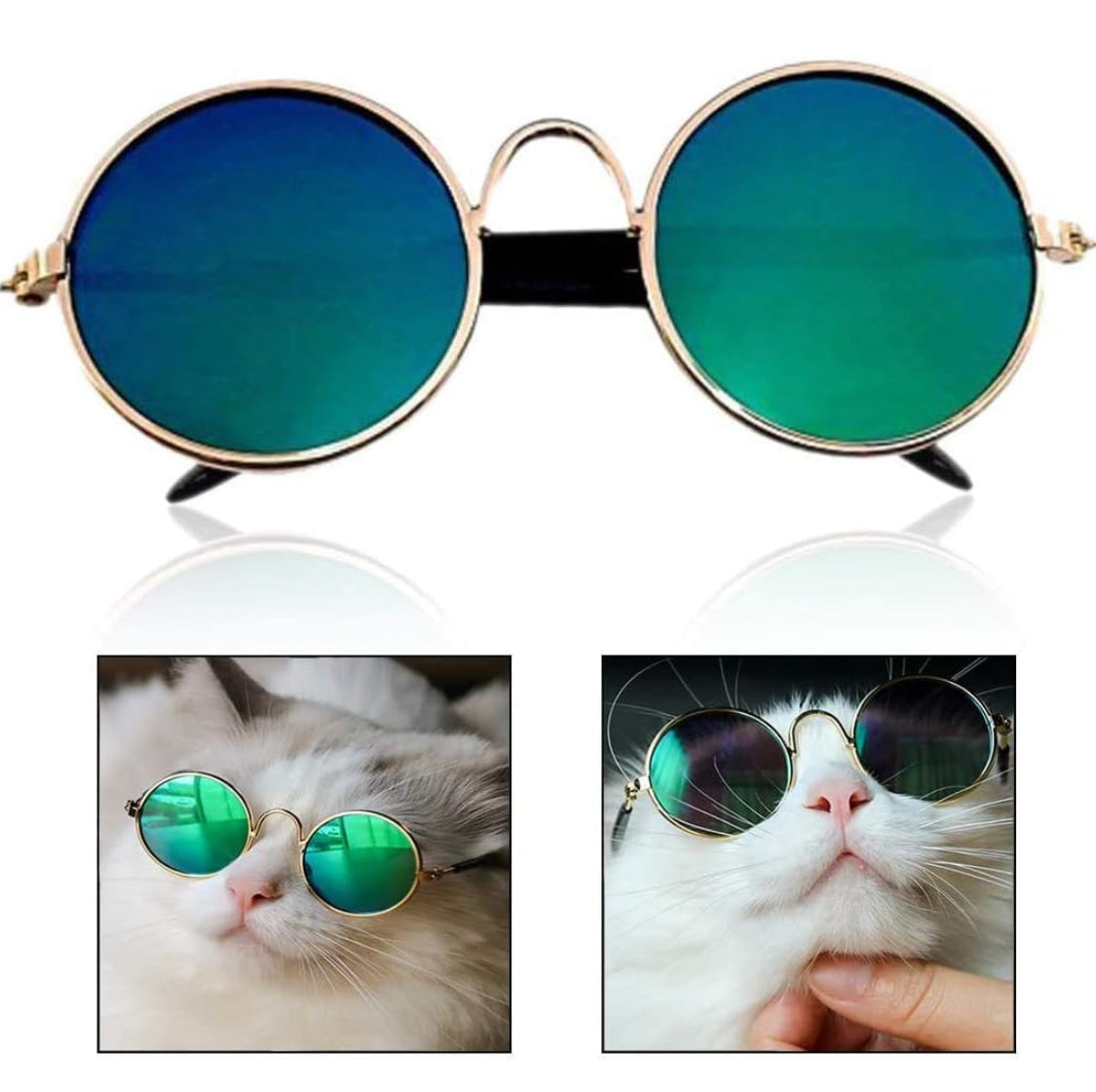 Cat sunglasses 🕶️😂