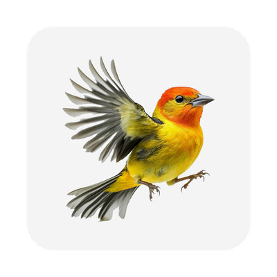 birds.jpg