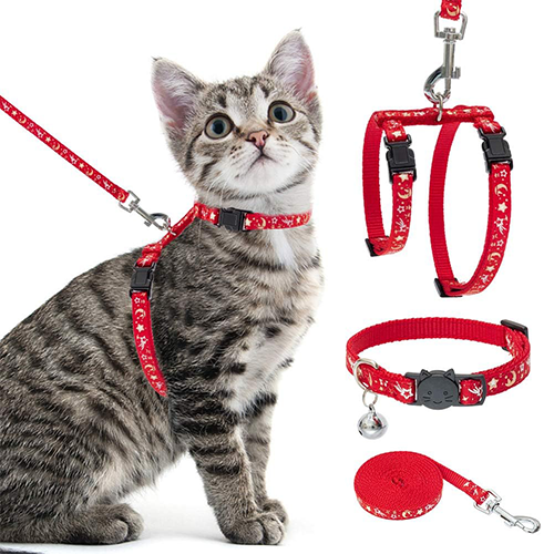 cat walking rope